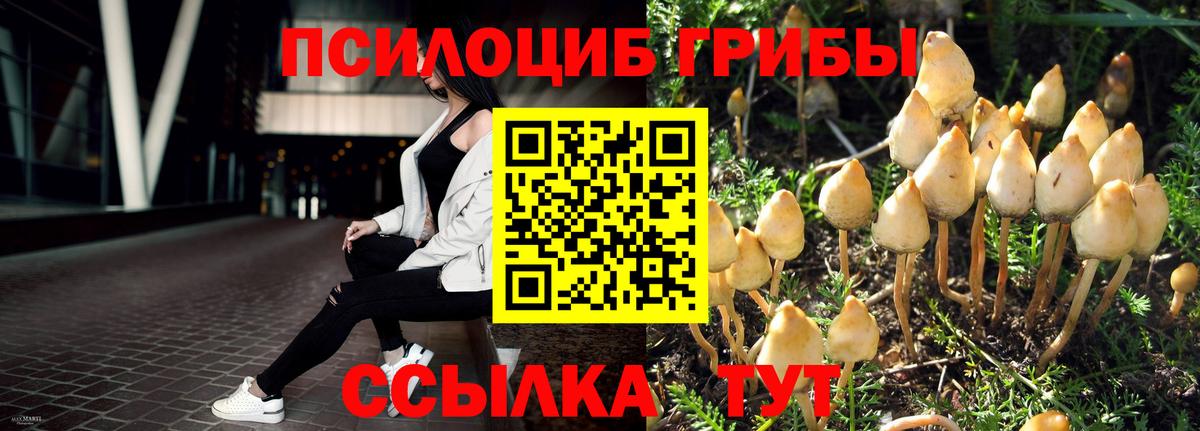 Благодарный  Псилоцибиновые грибы Psilocybine cubensis  Вход с VPN 